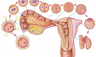 子宫内膜异位症会在经期后出血吗 子宫内膜异位症症状